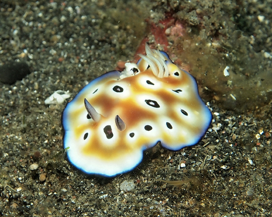 Goniobranchus leopardus (Sea Slug)